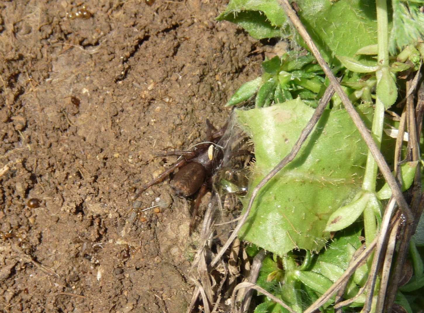 Gnaphosidae: probabile Haplodrassus sp.